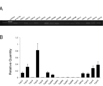 Figure 5. Expression levels of various TRP channels using specific primers in RT-PCR A