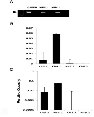 Figure 6. Expression levels of various Kir channels in the LC neurons A. The members of Kir channel family included for the study were Kir4.1, Kir5.1 due to their significant expression levels in the qPCR