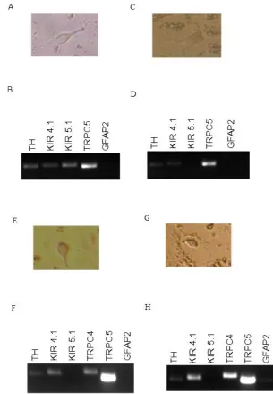 Figure 8. Expression levels of various Kir and TRP channels in single LC neurons. A, C, E, G