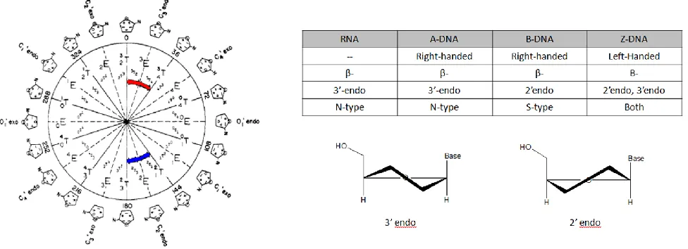 Figure 1.1 Pseudorotation Wheel and Sugar Puckering Conventions (Left)Pseudorotation wheel depicting the conformation designated by a given phase angle, P