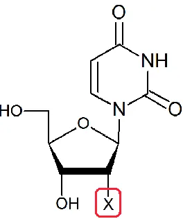 Figure 1.2 Modified Nucleosides used in this study. X= H (deoxyuridine, compound 1); OH (uridine, 2); OCH3 (3); F (4); SCH3 (5); SeCH3 (6)