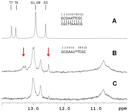 Figure 3.6  Imino proton spectra of sequences II and III at 288 K (A) The control decamer (II, 250 µM strand concentration) spectrum shows the presence of five base pairs