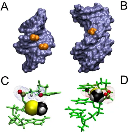 Figure 3.7 2’ Se-CH3 groups incorporated in A and B helical structures. Panels A and B represent Connelly surfaces with the Se-CH3 group depicted as VdW representation in orange