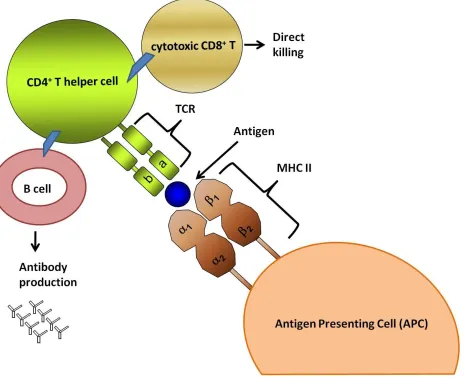 Figure 1.1 MHC II molecules are an indispensable arm of the adaptive immune response as they present processed extracellular antigens to CD4+T cells which in turn initiate adaptive immune responses