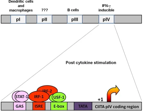 Figure 1.3 CIITApIV proximal region. 