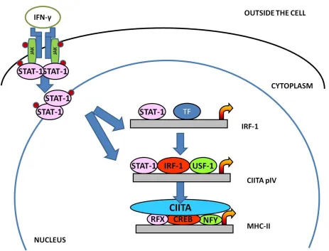 Figure 1.4  Activation of a JAK –STAT signal transduction pathway.   