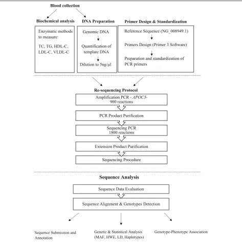 Fig. 1 Summary flowchart representing the methodology used for re-sequencing the APOC3 gene locus in this study