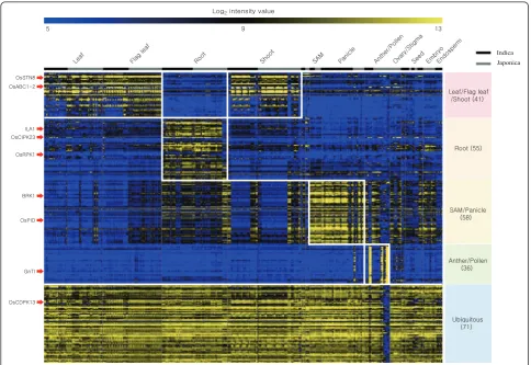Fig. 1 Heatmap analysis of kinase genes showing anatomical tissue-preferred expression pattern