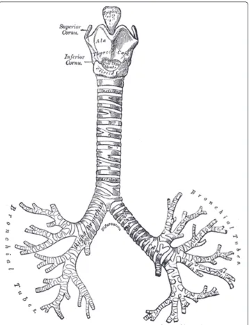 Figure 7 The trachea-bronchial tree (source: public domain image, copyright expired).