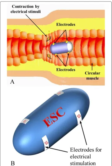 Figure 1 Concept of the electrically propelled capsule. (a) Illustration of electrical stimulus capsule(ESC) moving toward to right