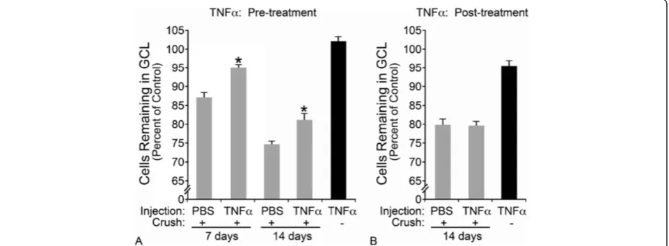 Figure 3 Mice deficient for Tnfα have greater retinal ganglion cell loss from crush than wild-type mice