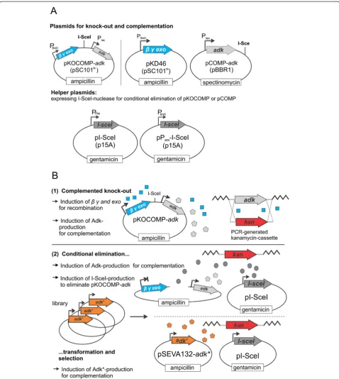 Figure 1 Overview on the transformation-based replacement of essential genes. Asystemthe chromosomal loss