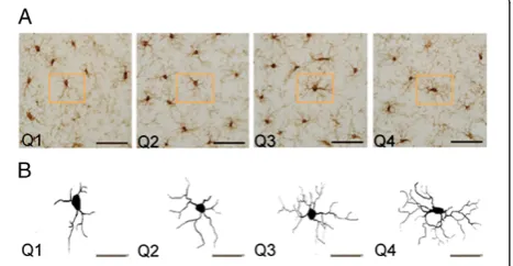Figure 1 Microglia in the prefrontal cortex. (A) Cells were imagedusing a 100× objective on a Zeiss AxioSkop if their processes couldbe fully visualized within the given section