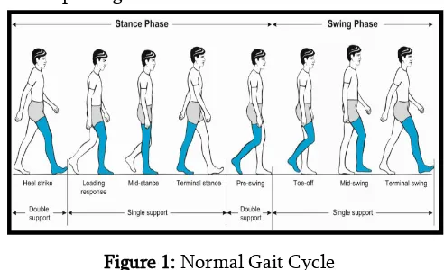 Figure 1: Normal Gait Cycle 