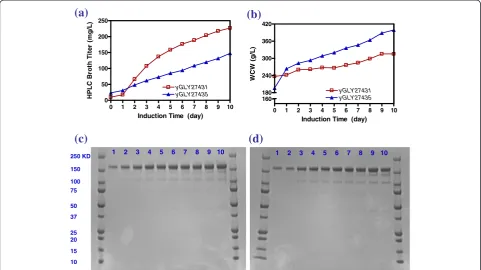 Figure 7 Time course of protein productivity, biomass, and SDS-PAGE of diploid yeast strains YGLY27431 and YGLY27435 under fed-batch high-cell-density fermentation