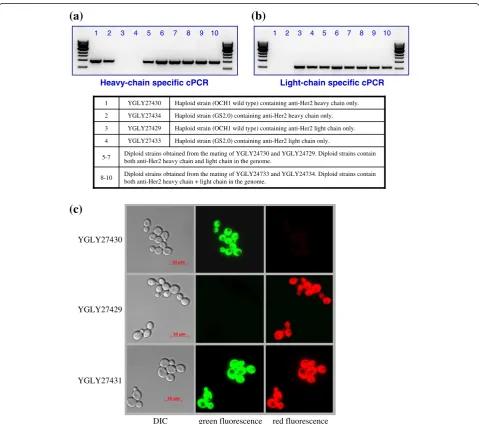 Table 3 Primers used to confirm the existence of anti-HER2 light and heavy chains in diploid genome