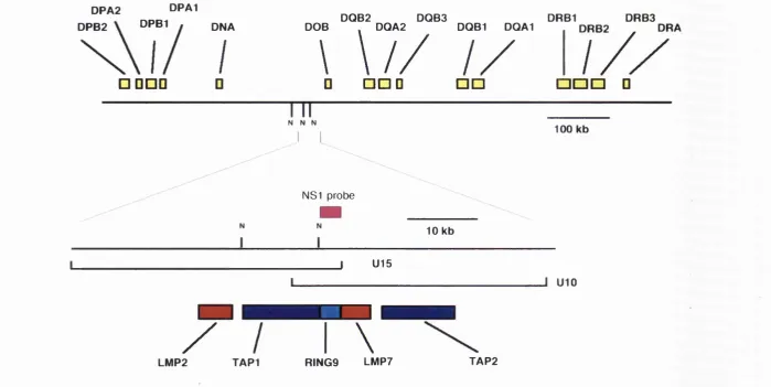 Figure 3.1. The genomic position of LMP2 and LMP7 in relation to the TAP genes. The upper panel shows the main genes of the class II 