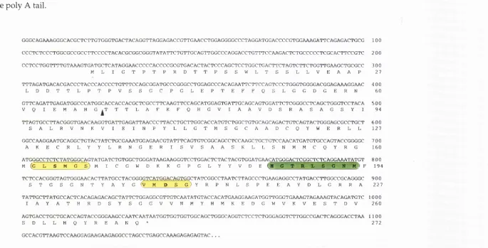 Figure 3.2: The nucleotide sequence of the LMP7 cDNA. The derived protein sequence of the longest open reading frame is shown 