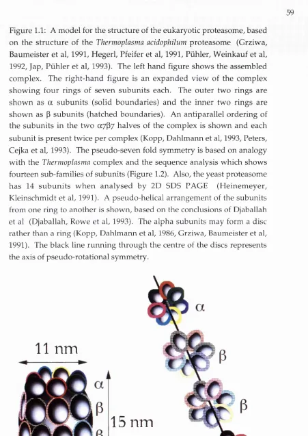 Figure 1.1: A model for the structure of the eukaryotic proteasome, based 