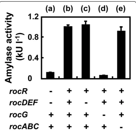Figure 3 Contribution of the RocR regulon to amylaseproduction. B. subtilis MGB874 derivative strains in the presence (+)or absence (-) of the indicated genes were transformed withpHYK38, and then cultured in 2xL-Mal medium with shaking at 30°C.α-amylase a