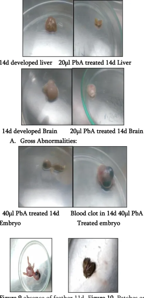 Figure 9 absence of feather 11d  Figure 10. Patches on 