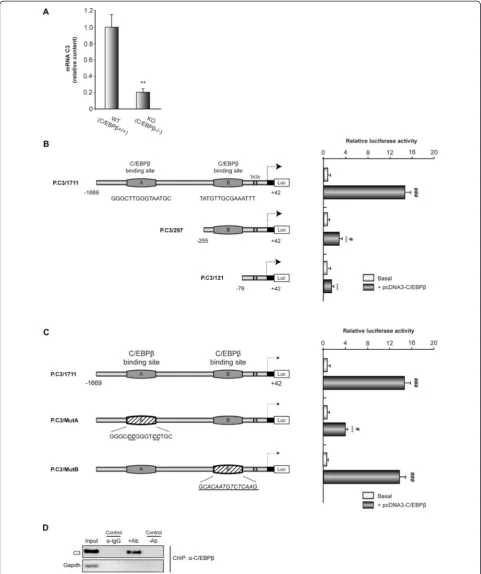 Figure 1 Regulation by C/EBPβ of the activity of the mouse C3 promoter. (A) RT-PCR analysis of C3 mRNA content in the hippocampus ofC/EBPβ+/+ and C/EBPβ−/− mice