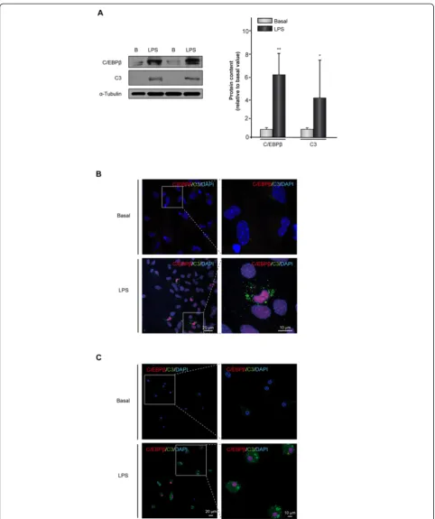 Figure 2 Induction of24 h later using specific antibodies, as indicated in Methods.analysis is shown