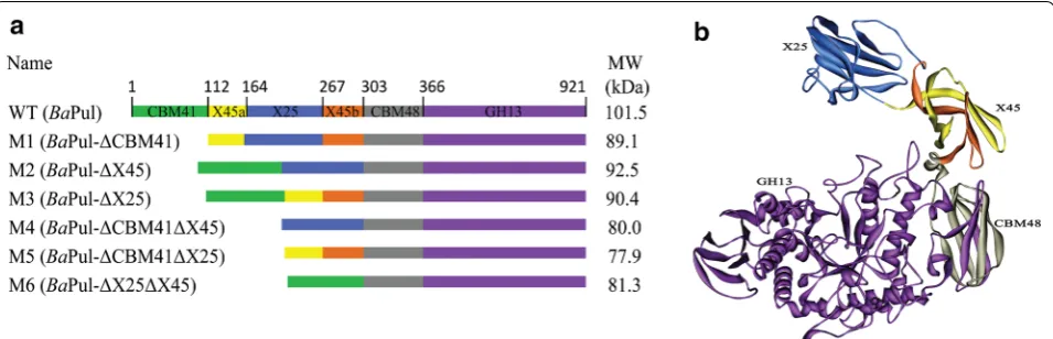 Fig. 1 Schematic representation of the wild-type (WT) and variants. a The primary structure of the WT and variants