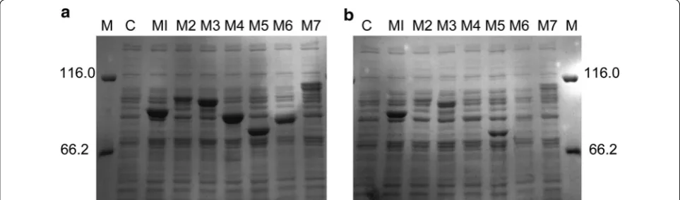 Table 2 Pullulanase activity of the WT and variants
