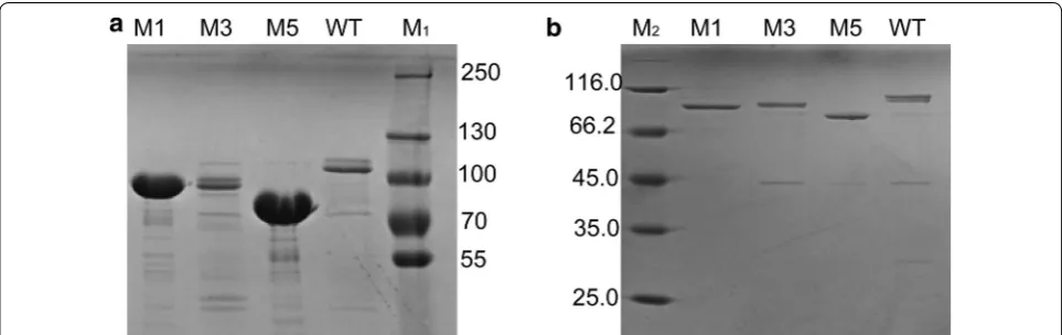 Fig. 3 SDS-PAGE analysis of the WT and variants. Lanes: M1 and M2, protein molecular mass markers; M1; M3; M5; WT