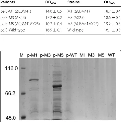 Fig. 4 Extracellular medium SDS-PAGE analysis of the WT and vari-ants. Lanes: M, protein molecular mass markers; p-M1, pelB-M1; p-M3, pelB-M3; p-M5, pelB-M5; p-WT, pelB-WT; M1; M3; M5; WT