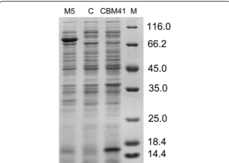 Fig. 6 SDS-PAGE analysis of the soluble fraction. Lanes: M, protein molecular mass markers; M5; C control (empty vector); CBM41