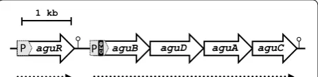 Fig. 1 Genetic organization of the AGDI cluster of tors indicated. The predicted transcripts are indicated below (arrowsL