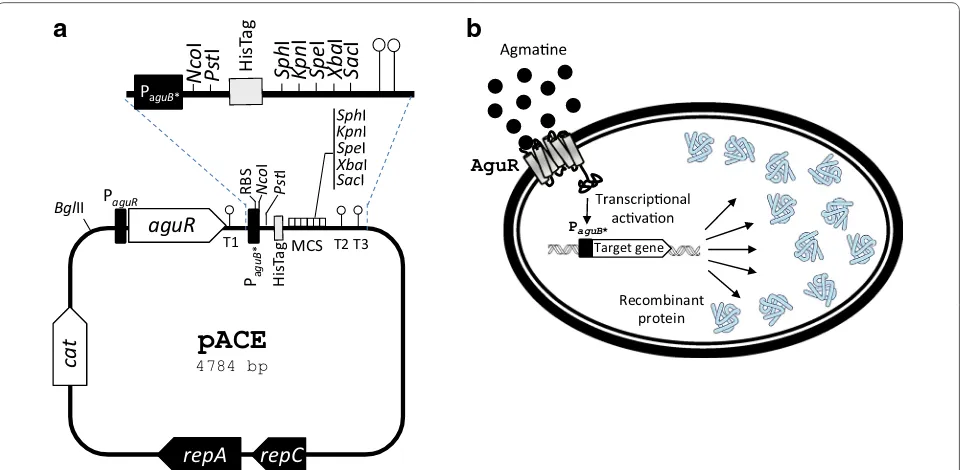 Fig. 5 a Genetic map of the pACE expression vector. repC and repA, replication genes; cat, chloramphenicol resistance gene; aguR, gene encoding the regulatory agmatine‑sensor‑regulator protein AguR; PaguR, aguR promoter; RBS, ribosome binding site; T1, T2 