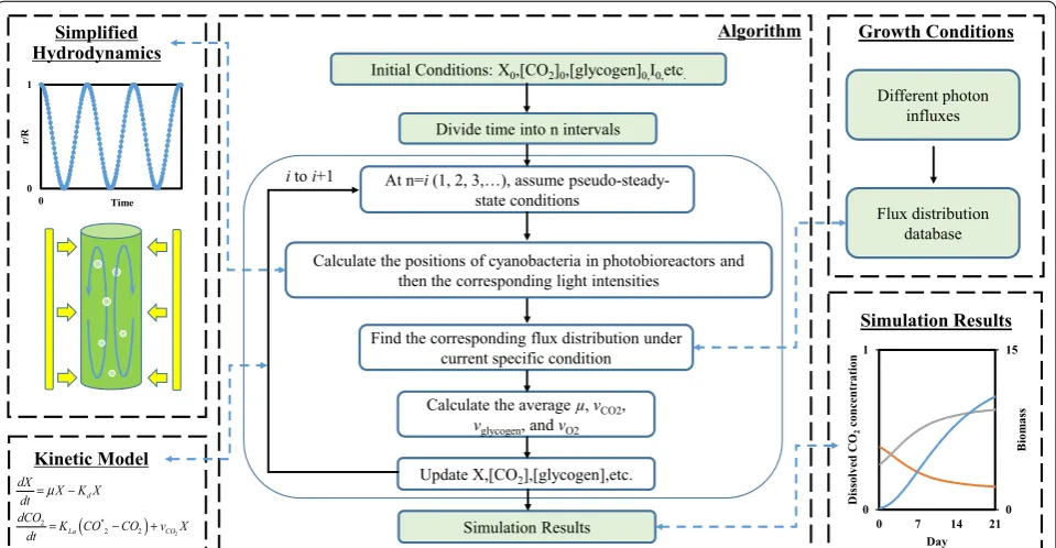 Fig. 1 Algorithm for simulating cyanobacterial growth and intracellular flux distribution by integrating the flux analysis model, kinetics, and a light distribution function