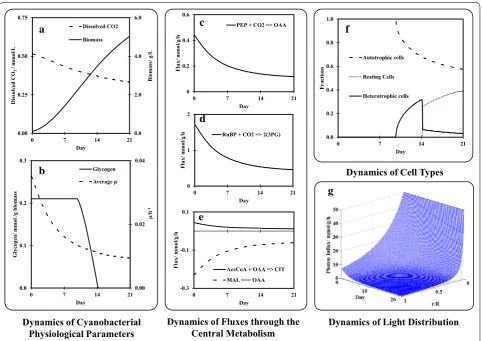 Fig. 2 Simulations of dynamics of cyanobacterial performance in a 60 mm-radius cylindrical PBR under 50 biomass concentration and dissolved COthe PEP carboxylase reaction; tion is reversed); and relative distance r/R, where r is the local position and R is