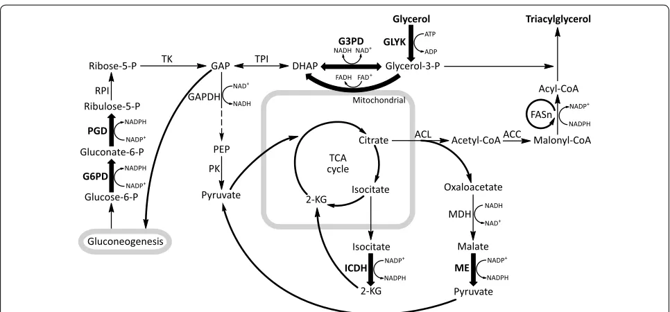 Fig. 1 Overview of the metabolic pathways for fatty acid synthesis with glycerol as carbon source in M