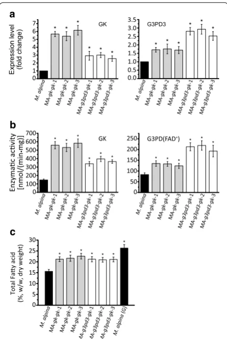 Fig. 4 Double-overexpression of GK and co-overexpression of GK and G3PD3 in M. alpina