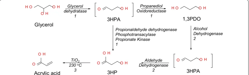 Fig. 1 Schematic representation of the three‑step process for conversion of glycerol to AA through 3HP