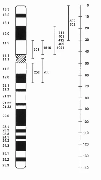 Figure 1 .8 : Ideogram of human chromosome 17. The physical location of the 