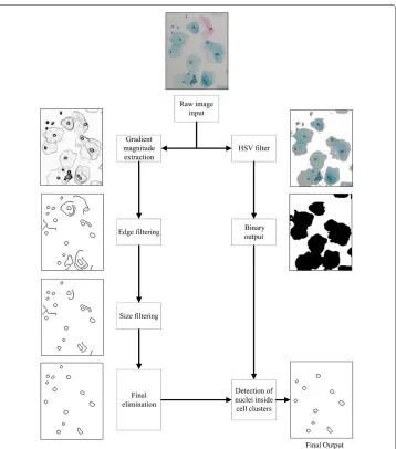 Figure 3 Nuclei detection process. All nuclei detection process is given in block diagram form with regionsfrom sample images.