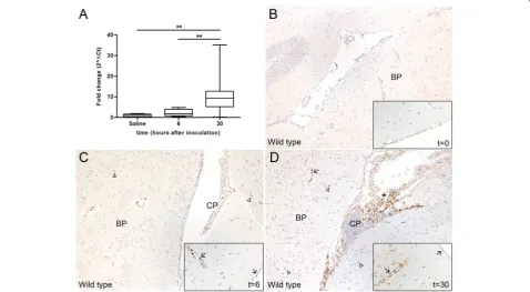 Figure 1 Pneumococcal meningitis induces C/EBPplexus (CP). Original magnification ×10, inset ×20