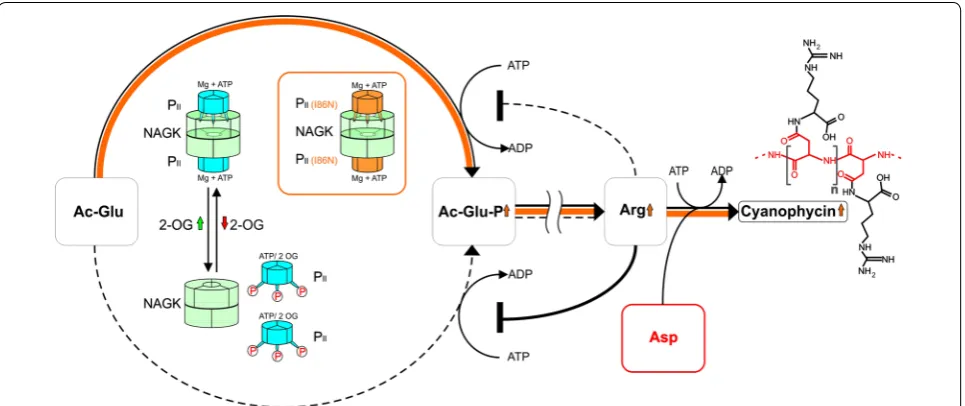 Fig. 3 Analyses of Pfrom cells grown on nitrate, ammonium, or without a nitrogen source