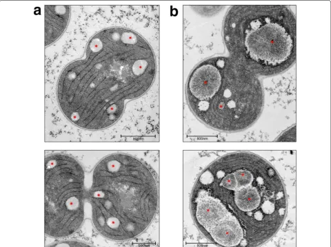 Fig. 8 Transmissionelectron micrographs of ultrathin sections of phosphate-starved asterisksa Synechocystis sp