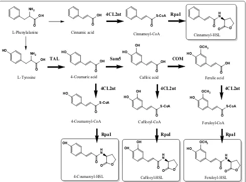 Fig. 1 Engineered biosynthetic pathways for the phenylacetyl‑HSL analogs in CoA ligase from Sam5 from E