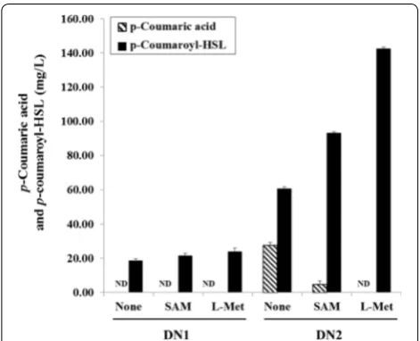 Fig. 6 Effects of SAM or l‑methionine addition on the p‑coumaroyl‑HSL production. The data were obtained after 25 h fermentation with the addition of 1 mM SAM or 1 mM l‑methionine on the SM media of DN1 and DN2 strains, respectively
