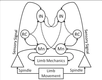 Figure 1 demonstrates the controller design based on the spinal topology from Figure 2.Since the motors are linear and bi-directional, the agonist-antagonist pair from [9] isreduced to a single lumped unit for each segment