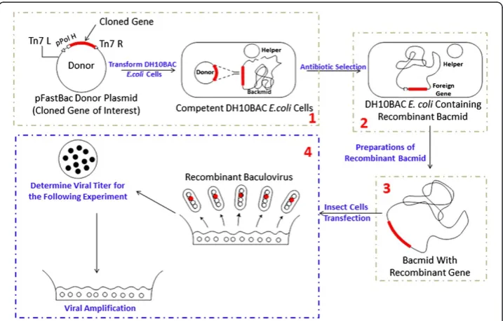 Figure 1 Recombinant baculoviruses and gene expression protocol using the bac-to-bac expressionsystem; step 1