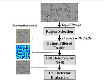 Table 1 Commonly used insect cell lines in BVES