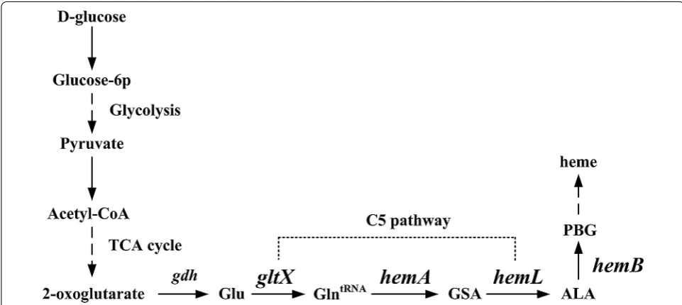 Fig. 1 The ALA biosynthesis pathway in glutamyl-tRNA synthetase; dratase. C. glutamicum